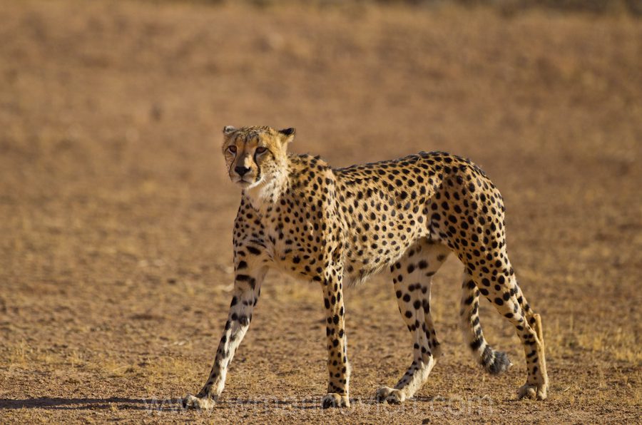 Cheetah male - Kgalagadi Transfrontier Park