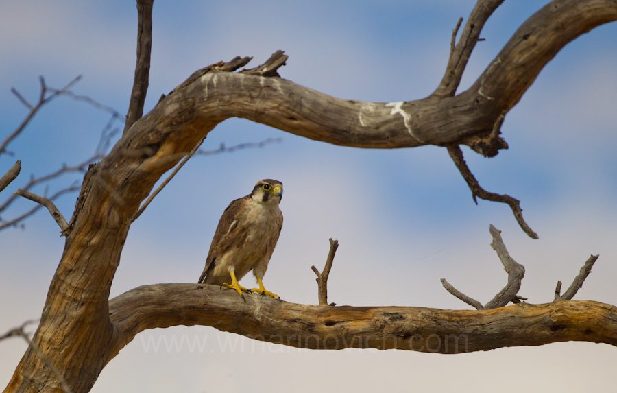 "Lanner falcon - Kgalagadi Transfrontier Park"
