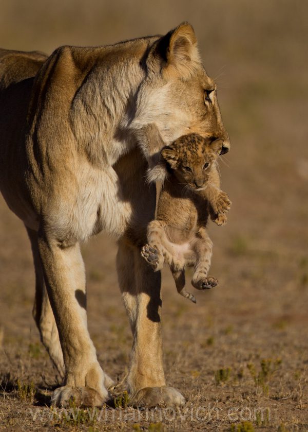 "Lioness and lion cub - Kgalagadi Transfrontier Park"