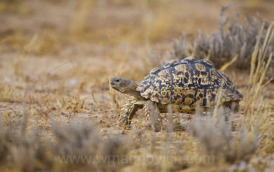 "Kalahari tented tortoise - Kgalagadi Transfrontier Park"