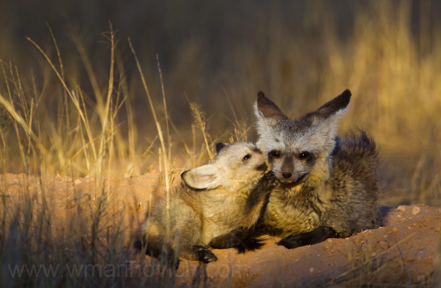 "Bat-eared fox and cub - Kgalagadi Transfrontier Park"