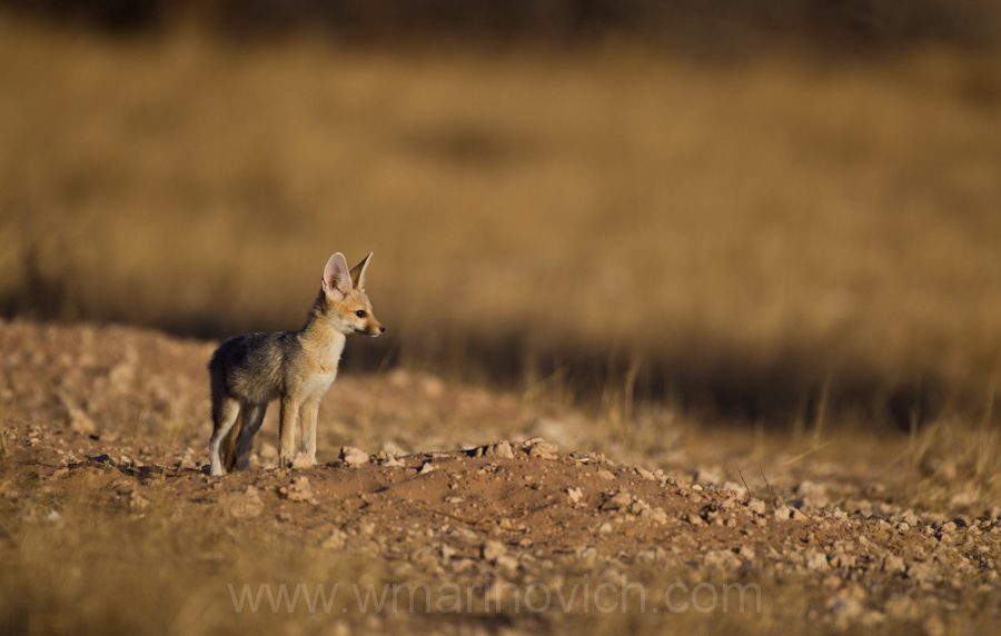 "Cape fox cub - Kgalagadi Transfrontier Park"