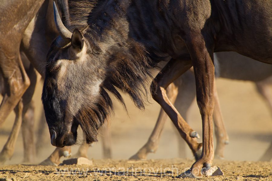 "Blue Wildebeest - Kgalagadi Transfrontier Park"