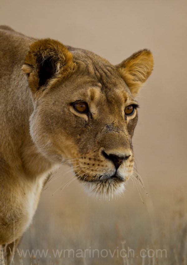 "Lioness - Kgalagadi Transfrontier Park"