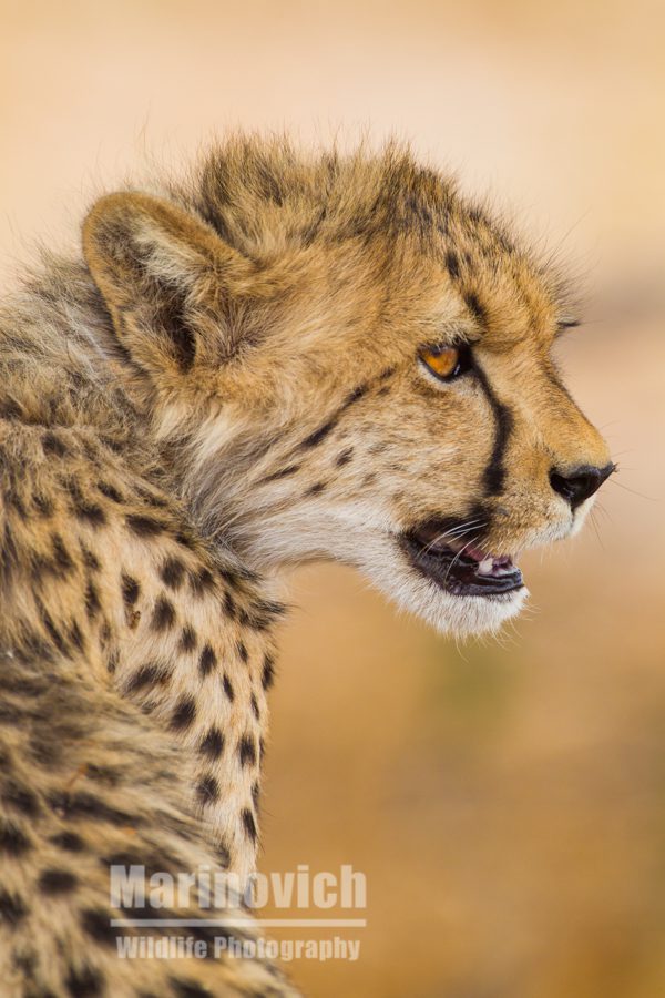 "Cheetah Hunting - Marinovich Photography"