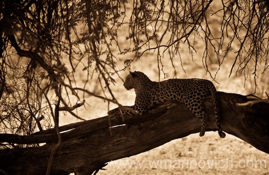 "Female Leopard - Kgalagadi Transfrontier Park"