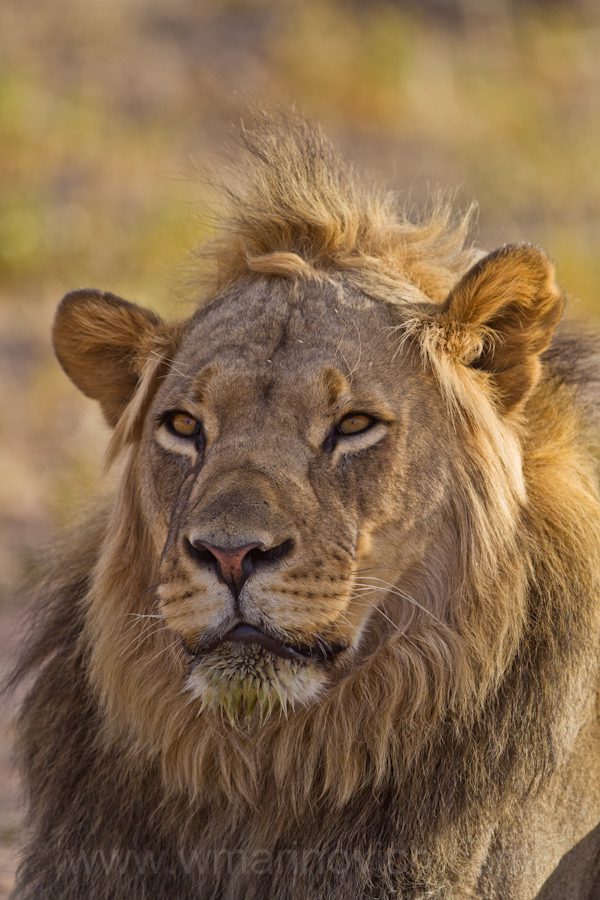 "Male Lion - Kgalagadi Transfrontier Park"