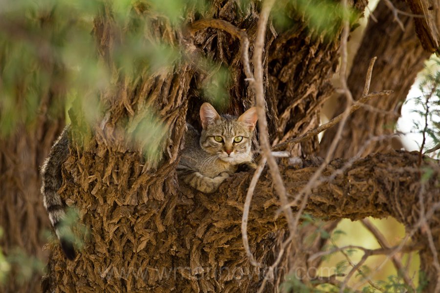 "African Wild Cat - Kgalagadi Transfrontier Park"