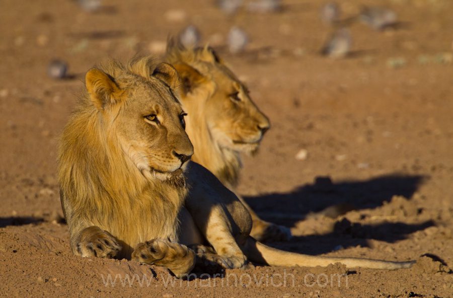 "Lion cub - not so big cat of Kgalagadi Transfrontier Park"