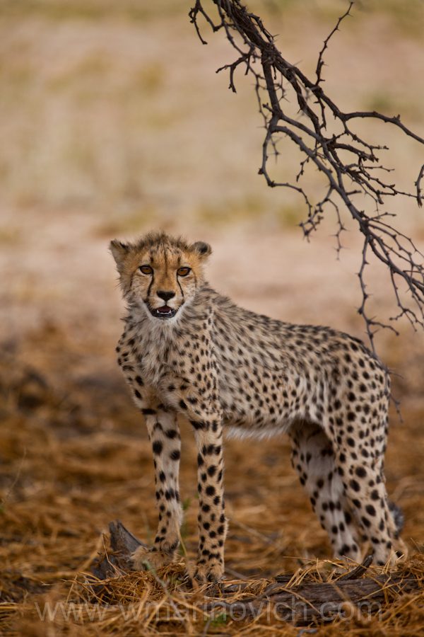 "Cheetah Cub - Kgalagadi Transfrontier Park"