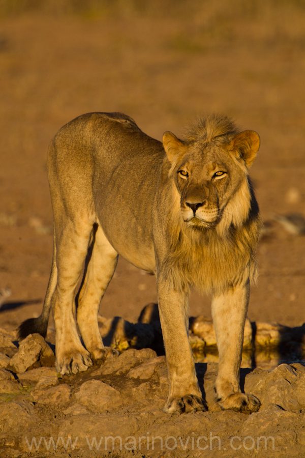 "Male lion - Kgalagadi Transfrontier Park"