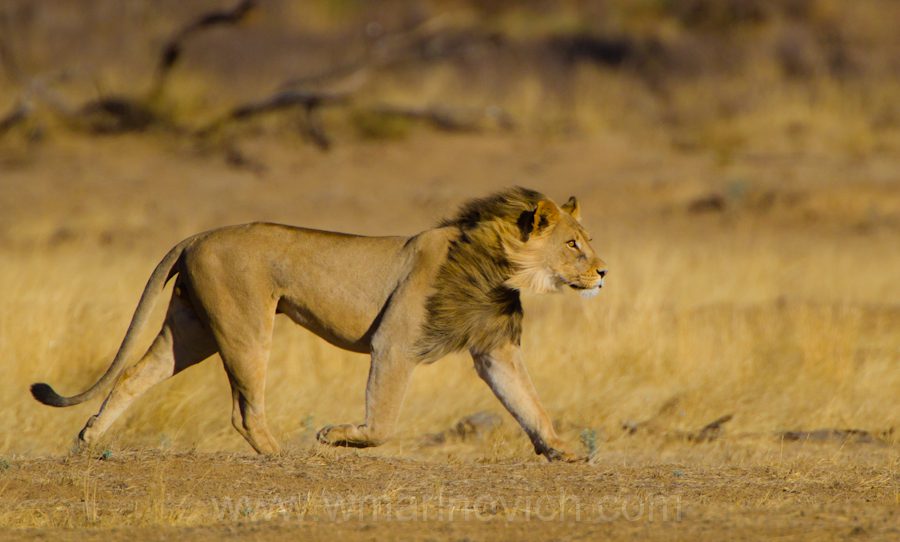 "Lion chasing hyenas - Kgalagadi Transfrontier Park"