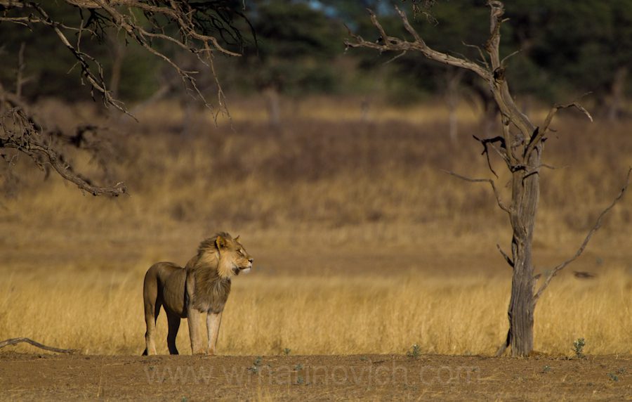 "Lion approaching- Kgalagadi Transfrontier Park"