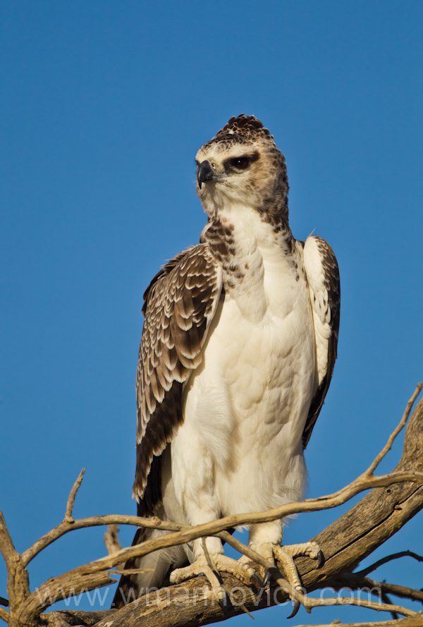 "Martial Eagle - Kgalagadi Transfrontier Park Birds of Prey"