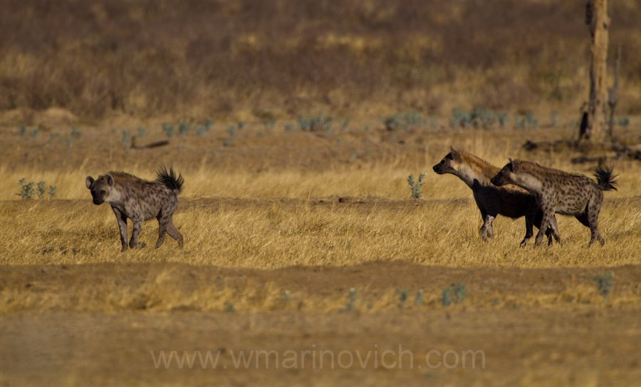 "Lion vs hyena - Kgalagadi Transfrontier Park"