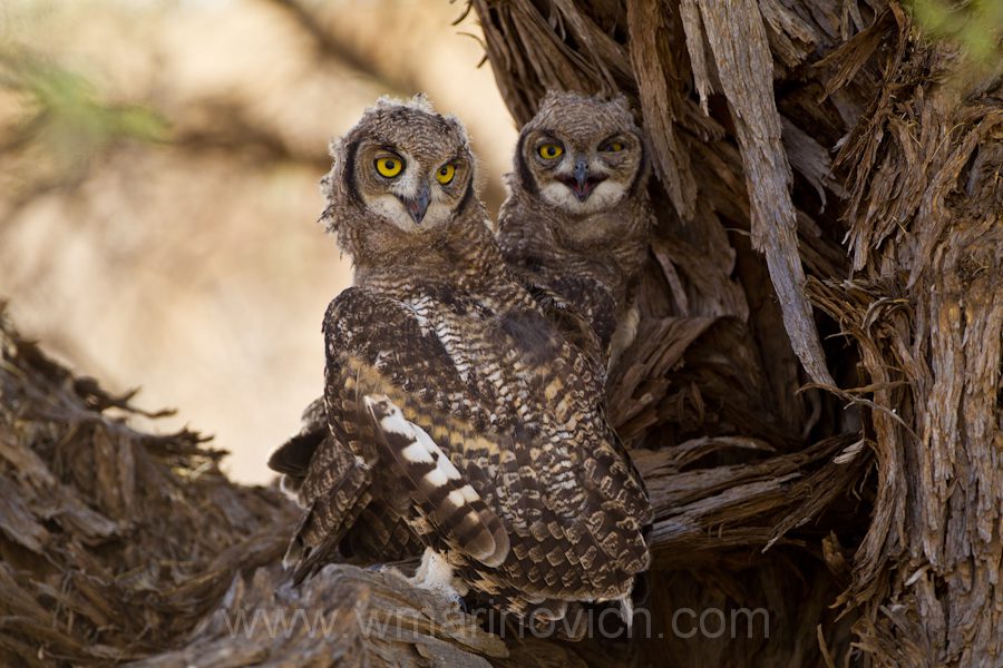 "Spotted Eagle Owl chicks - Kgalagadi Transfrontier Park"