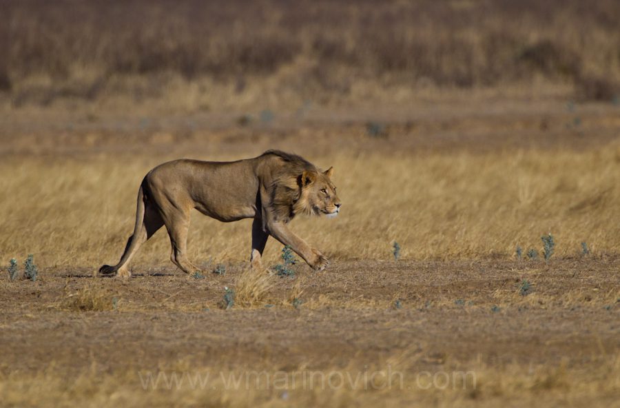 "Lion vs hyena in the Kalahari"