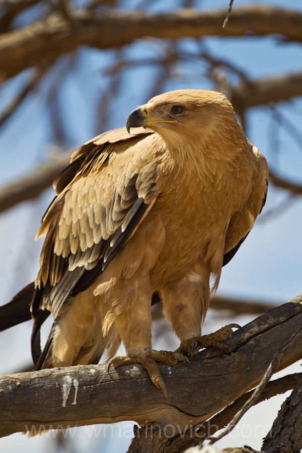 "Tawney Eagle - Kgalagadi Transfrontier Park"
