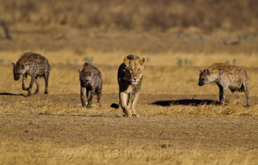 "Lion vs hyena - Kgalagadi Transfrontier Park"
