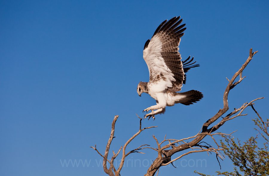 "Martial Eagle - Kgalagadi Transfrontier Park"