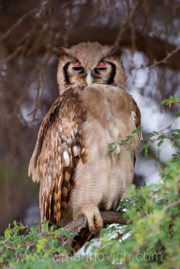 Verreaux's Eagle Owl - Kgalagadi Transfrontier Park