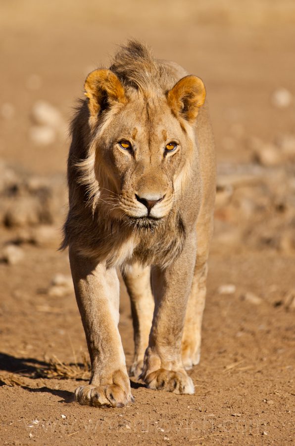 "Majestic lion - Kgalagadi Transfrontier Park"