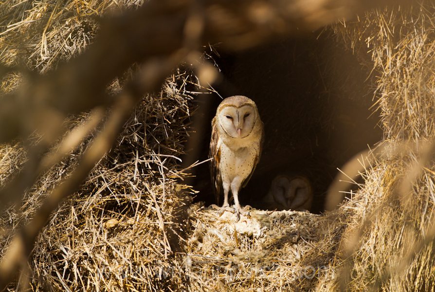 "Barn Owl nest - Kgalagadi Transfrontier park"