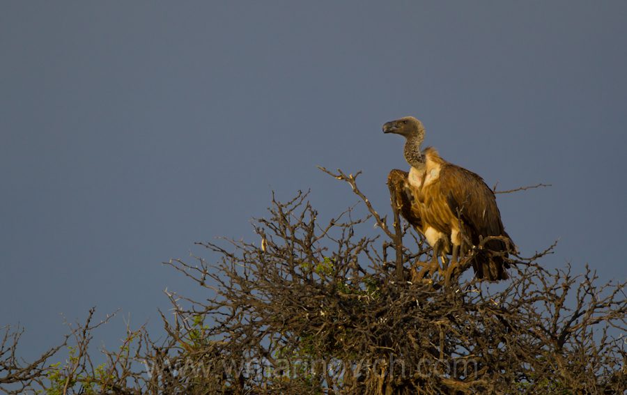 "White-backed Vulture - Kgalagadi Transfrontier Park"