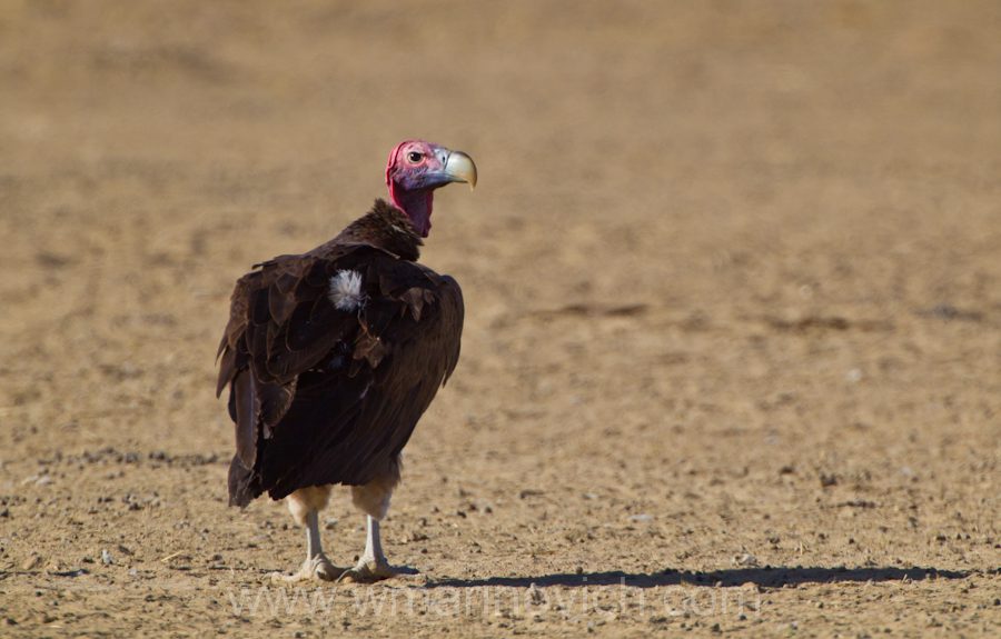 "Lappet-faced Vulture - Kgalagadi Transfrontier Park"