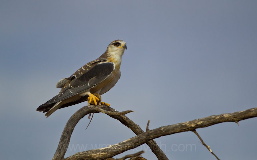 "Black-shouldered Kite - Kgalagadi Transfrontier Park"