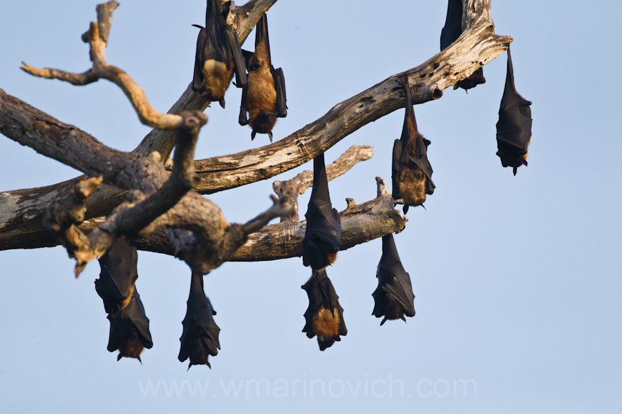 "Indian-flying-fox-Yala-Marinovich-wildlife-photography"