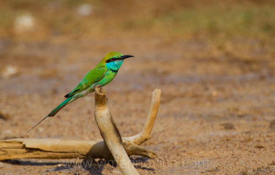 "green-bee-eater-Yala-Marinovich-wildlife-photography"