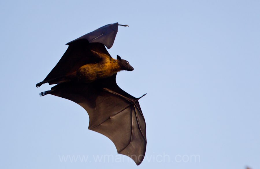 "Indian-flying-fox-Yala-Marinovich-wildlife-photography"