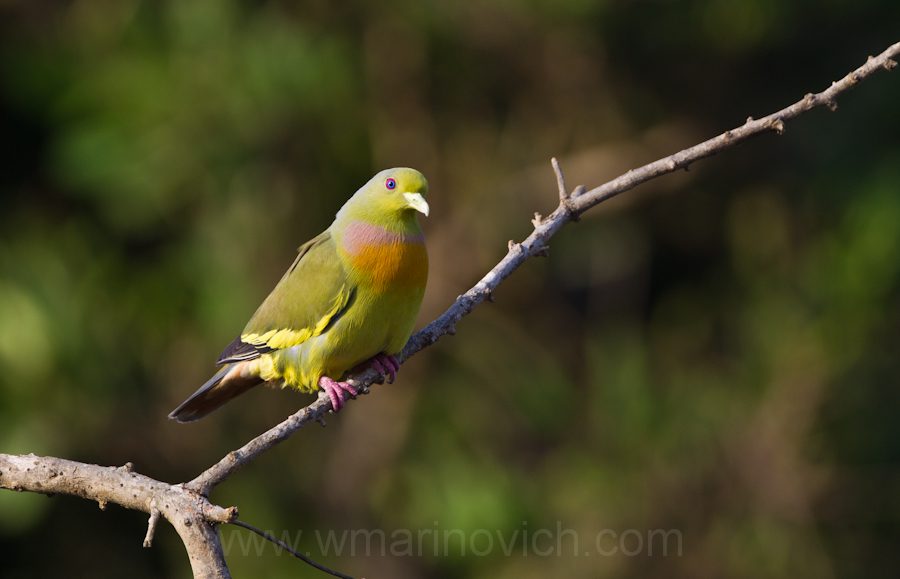 "red-breasted-green-pigeon-Yala-Marinovich-wildlife-photography2