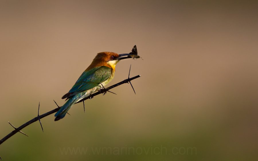 "chestnut-headed-bee-eater-Yala-Marinovich-wildlife-photography"
