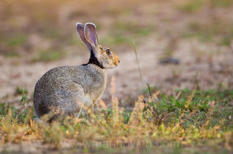 "black-naped-hare-Yala-Marinovich-wildlife-photography2