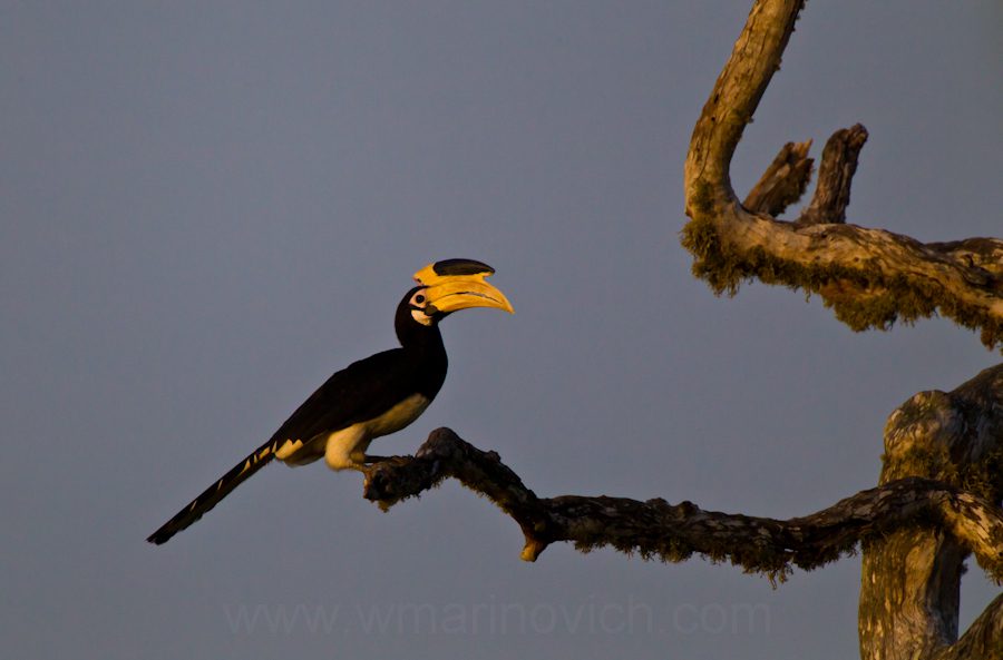 "Malabar-Pied-hornbill-Marinovich-wildlife-photography"