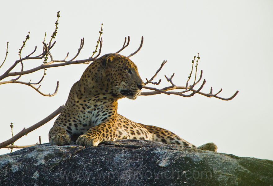 "Sri-Lankan-leopard-Yala-Marinovich-wildlife-photography"