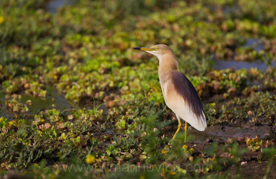 "Indian-pond-heron-Yala-Marinovich-wildlife-photography"