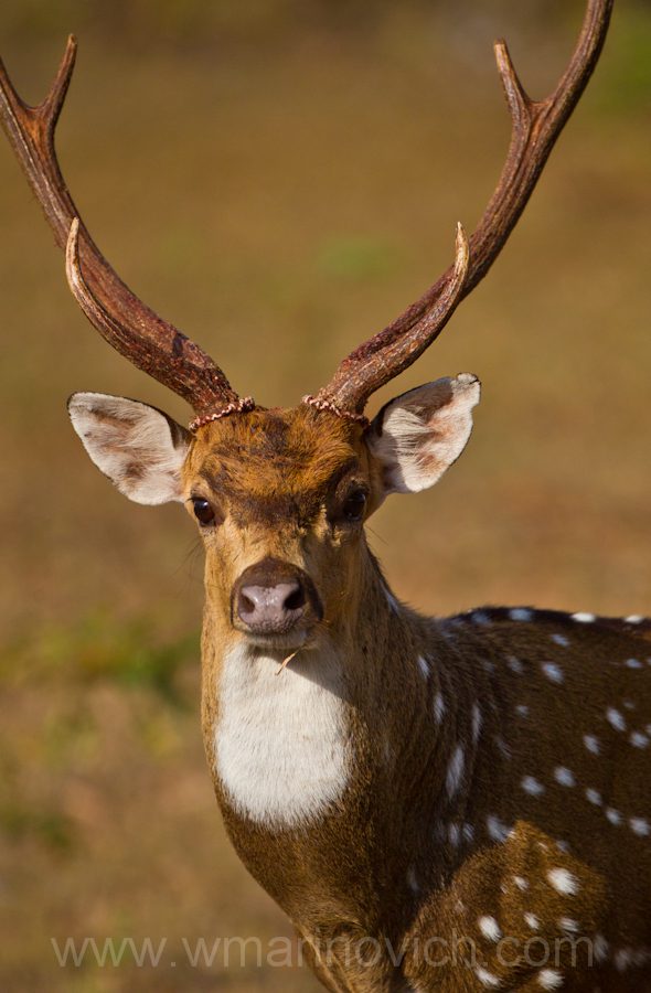 "spotted deer-chittal-Yala-Marinovich-wildlife-photography"