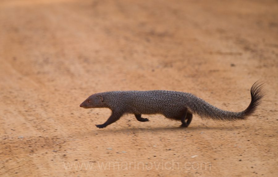"ruddy-mongoose-Yala-Marinovich-wildlife-photography"