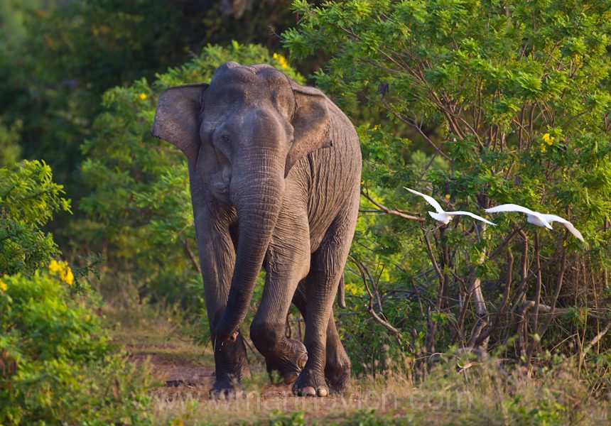 "Asian-elephant-Yala-Marinovich-wildlife-photography"