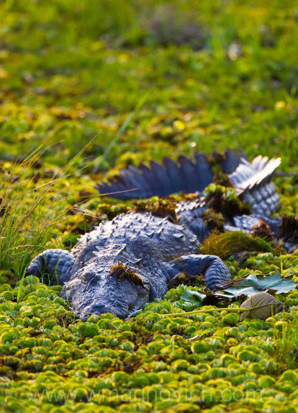 "mugger-indian-crocodile-Yala-Marinovich-wildlife-photography2
