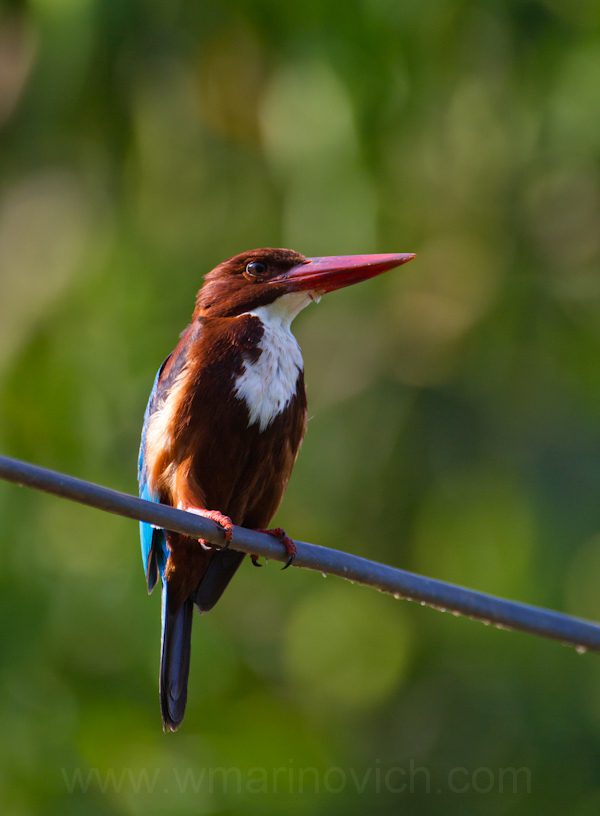 "white-throated-kingfisher-Yala-Marinovich-wildlife-photography"