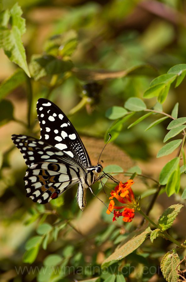 "Lime-butterfly-Yala-Marinovich-wildlife-photography"