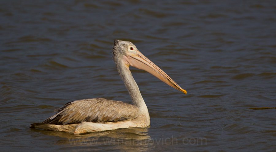 "spot-billed-pelican-Yala-Marinovich-wildlife-photography"