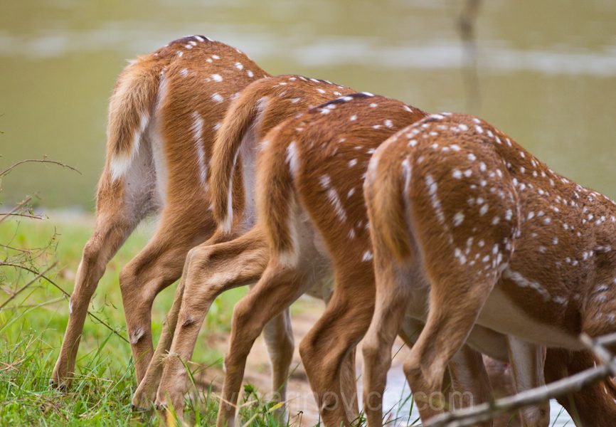"spotted-deer-Yala-Marinovich-wildlife-photography"