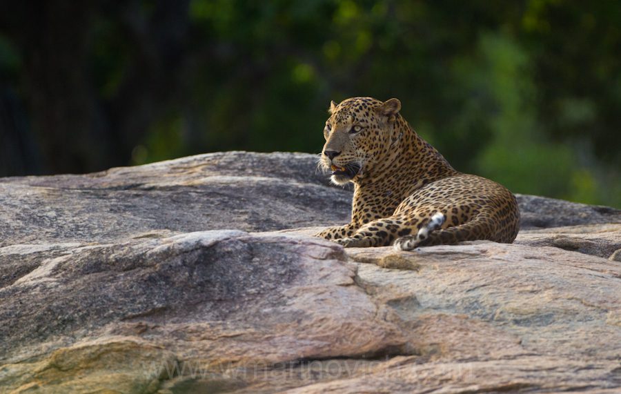 "Sri-Lankan-leopard-Yala-Marinovich-wildlife-photography"