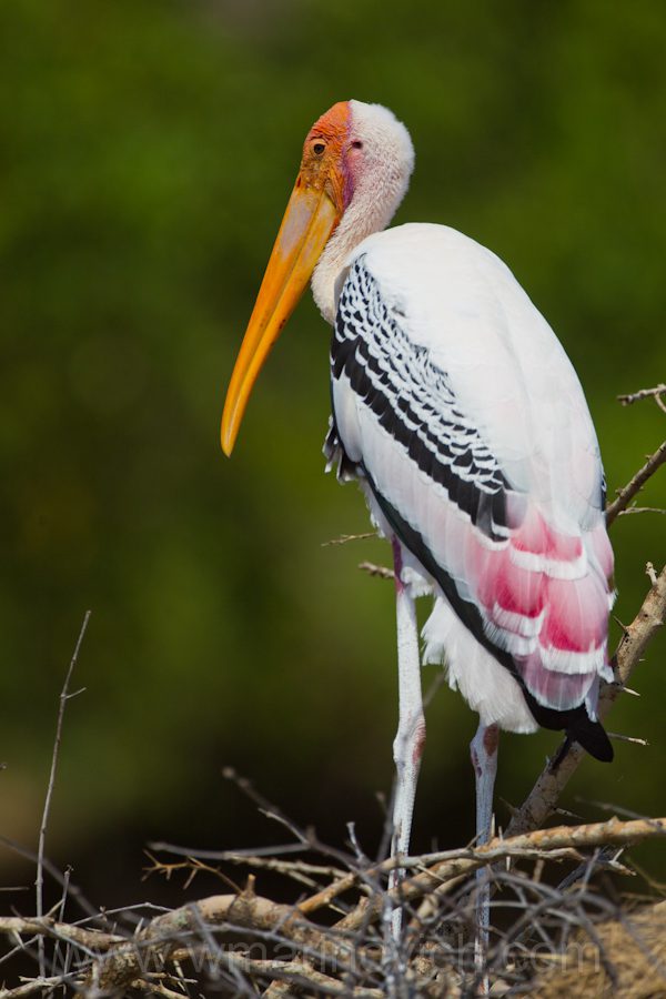 "painted-stork-Yala-Marinovich-wildlife-photography2