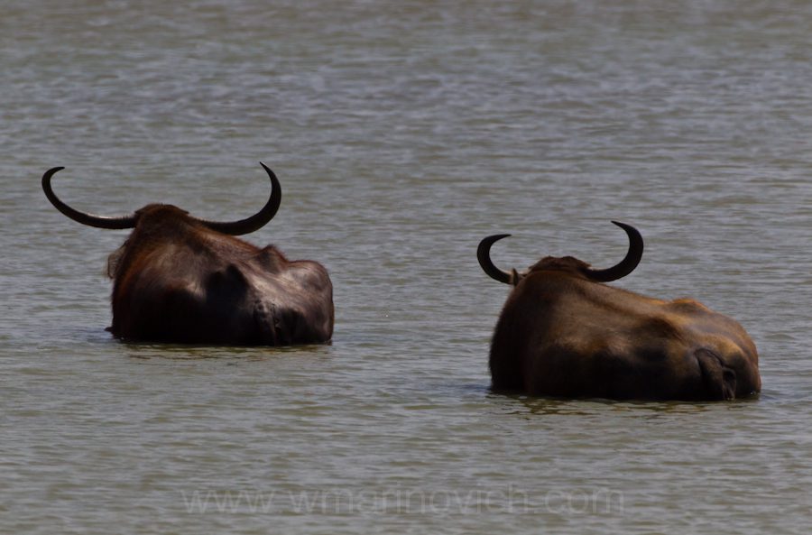 "Asian Buffalo-Yala-Marinovich-wildlife-photography"